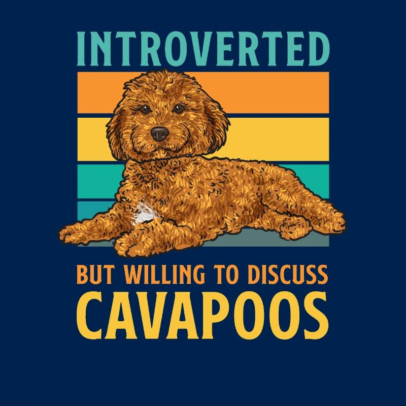 Cavapoo Cavoodle Capoodle Chien