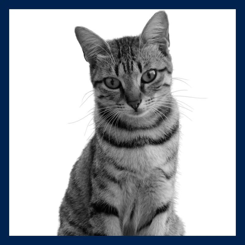 Chat blanc Chat Chat blanc Cadeau