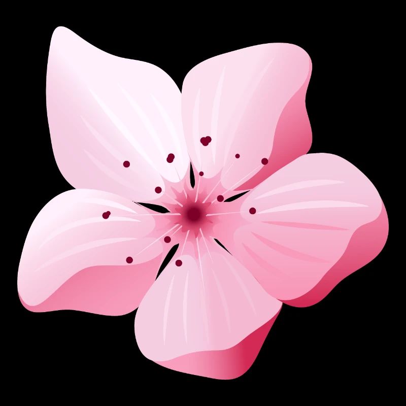 Blume Sakura Japan Frühling
