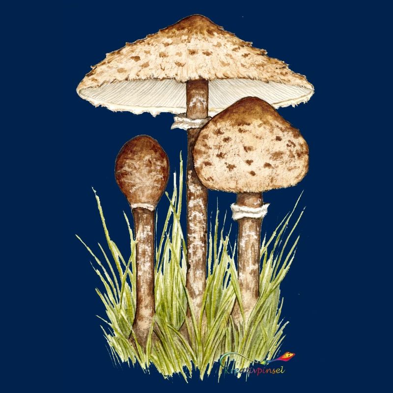 Parasolpilz oder Riesenschirmling