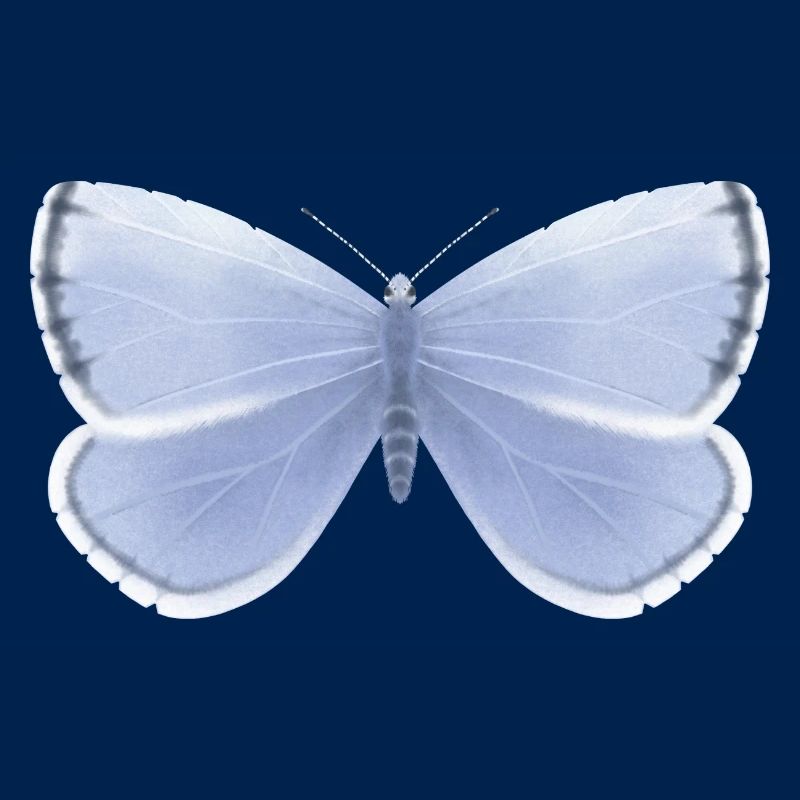 Papillon bleu