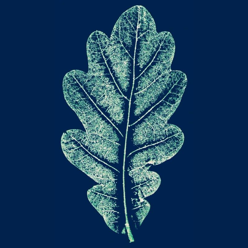 Eichenblatt - Helles Naturgrün- Blatt/ Eiche/ Baum