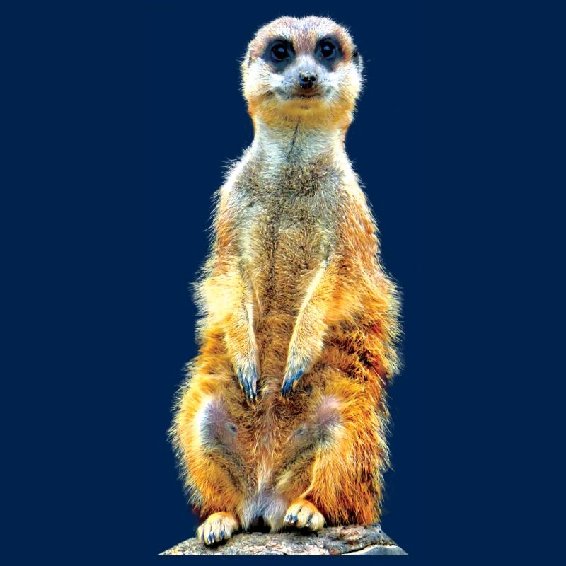 Suricate cool décontracté mignon mignon mignon