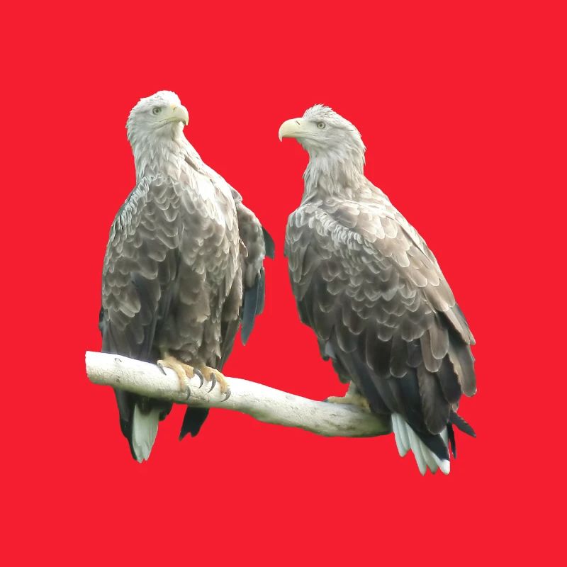 White-tailed eagle