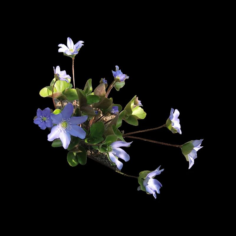 Liverwort