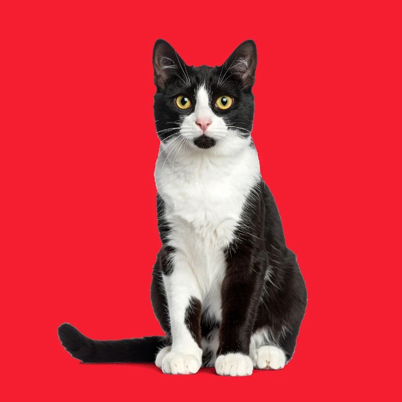 Chat noir/blanc – Édition Good Pet