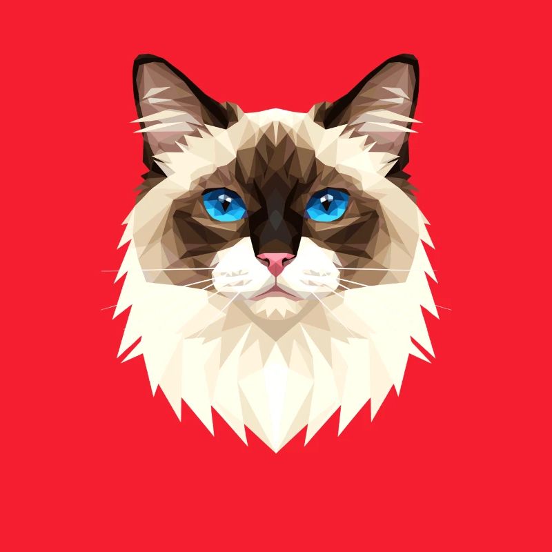 Chat Birman Chat Birman Sacré Chat Birman Mignons Chats Birman