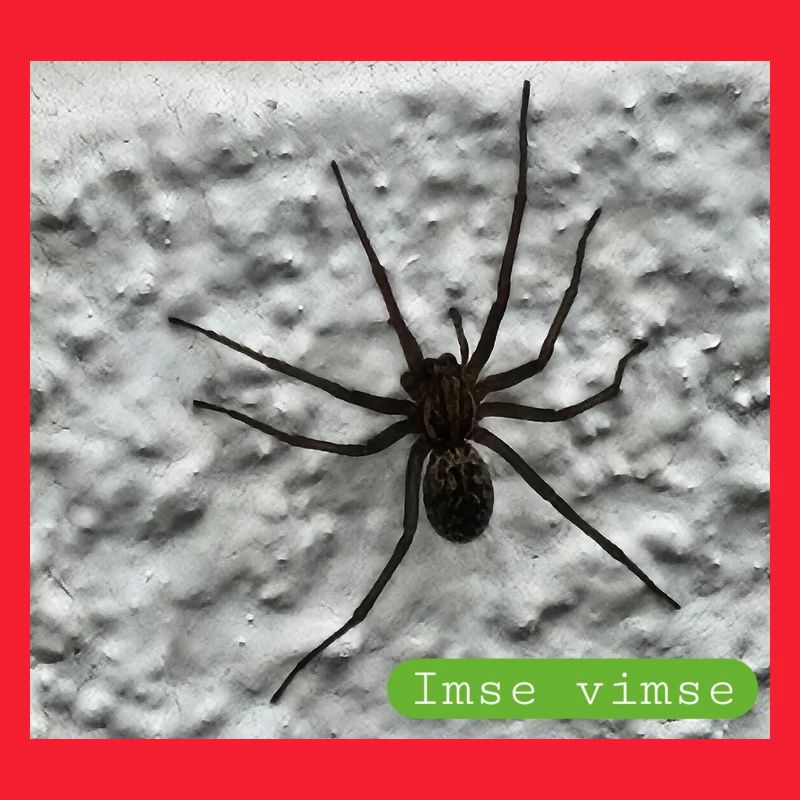 araignée