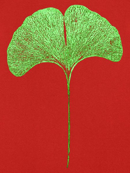 Gingko Blatt