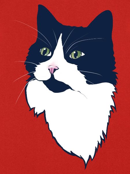 Mitternachts-Tuxedo-Katzenporträt