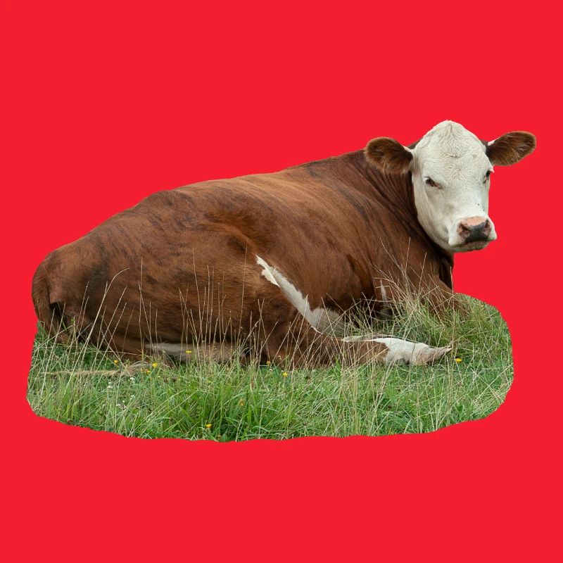 Cow
