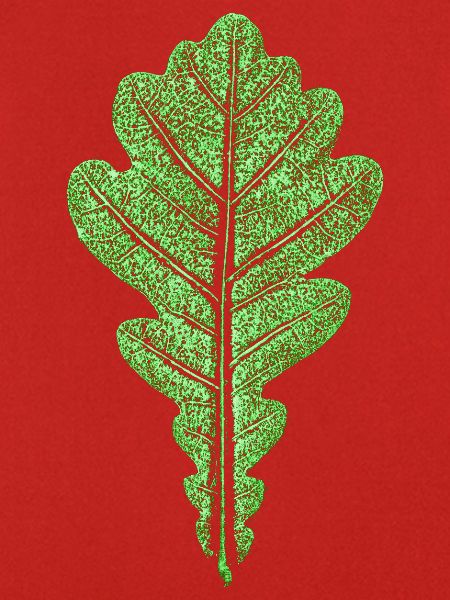 Eichenblatt / Blatt der Eiche - Botanisch