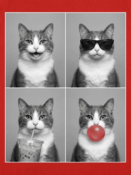 Katzen Graue Tabby Katze