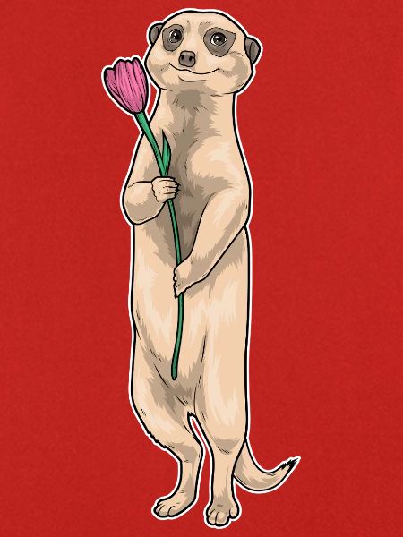 Erdmännchen Tulpe