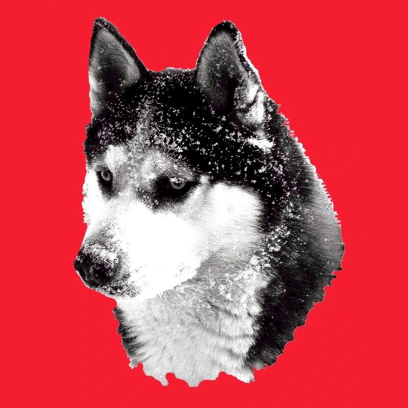 Husky Kopf groß