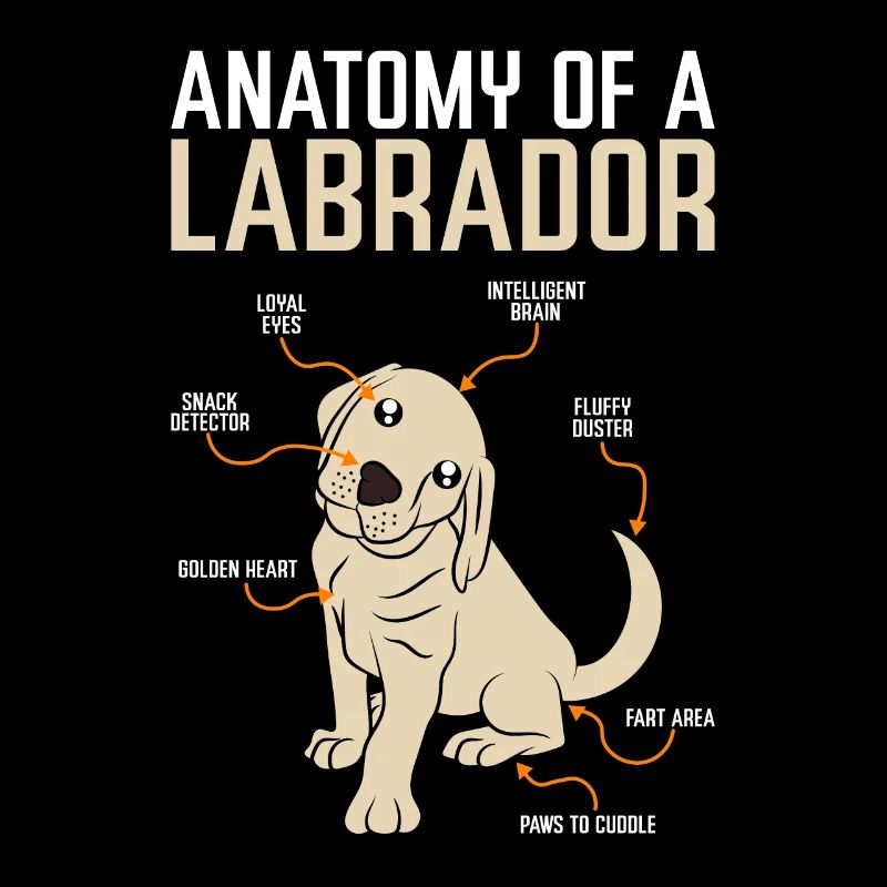 Labrador d'anatomie