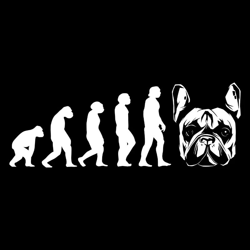 Evolution Bouledogue Français