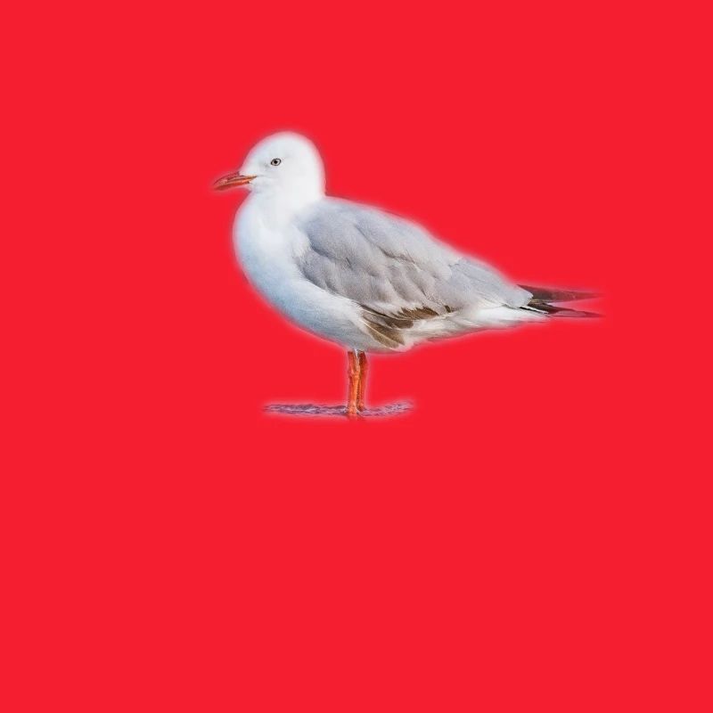 Möwe