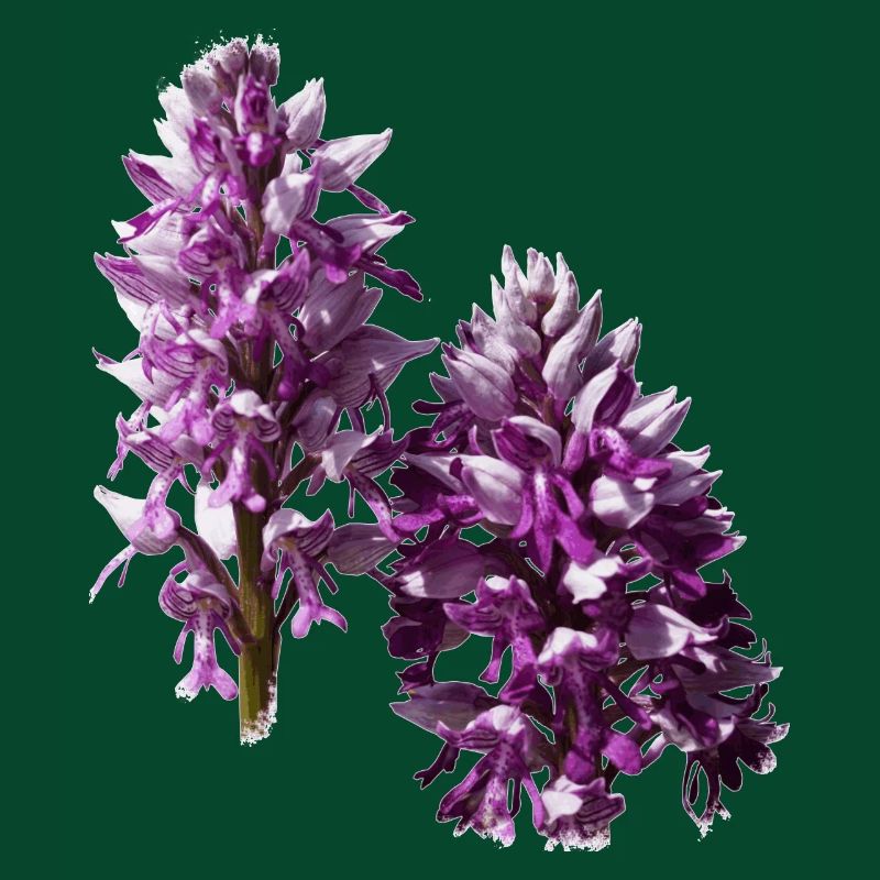 L'orchidée est une orchidée native
