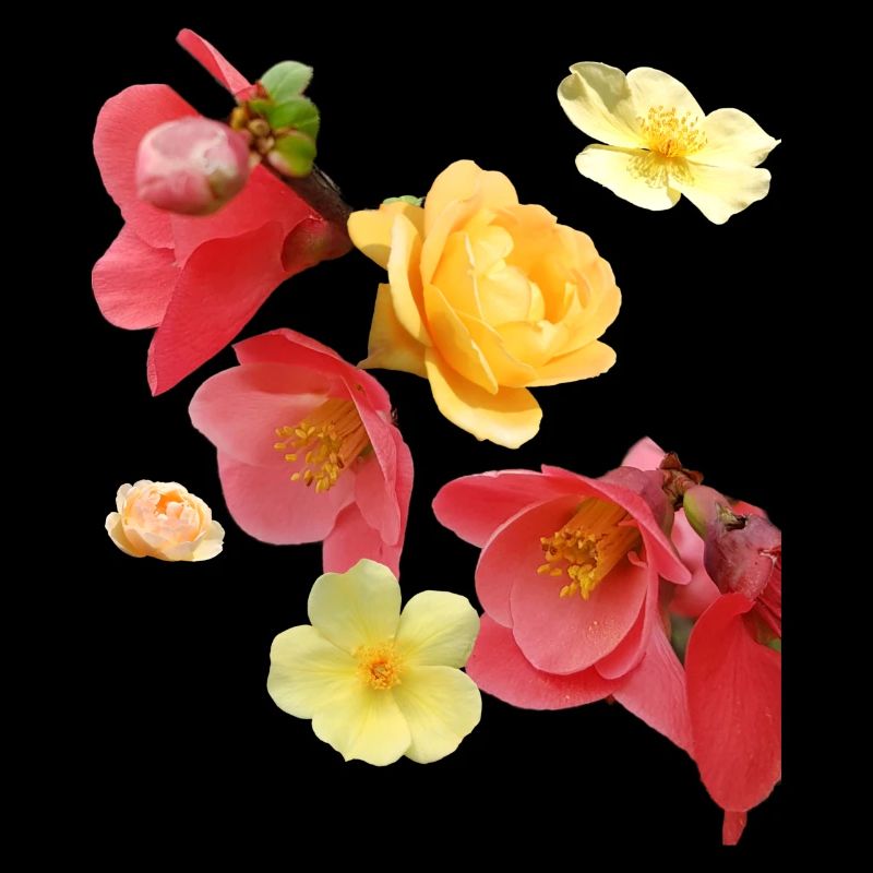 Fleurs,Fleur,Printemps,Fleurs,Tulipes,Roses