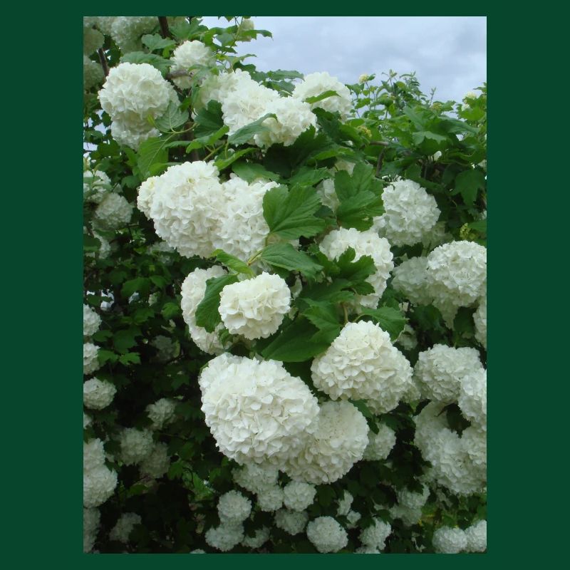 Snowball branches white - Spring