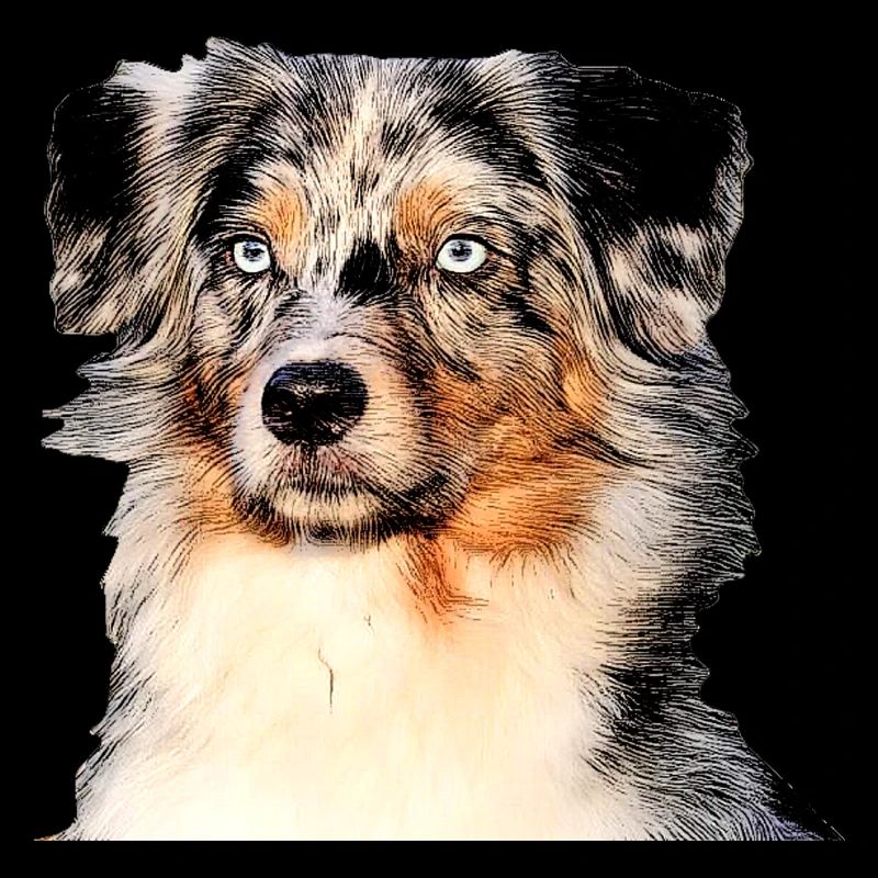 Australian shepherd