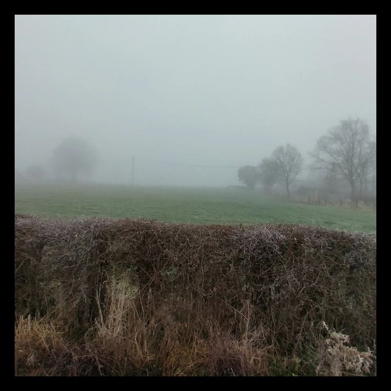 Fog