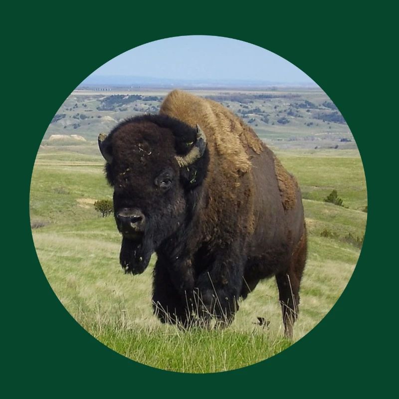 Taureau de buffle Cow Bison Jerky