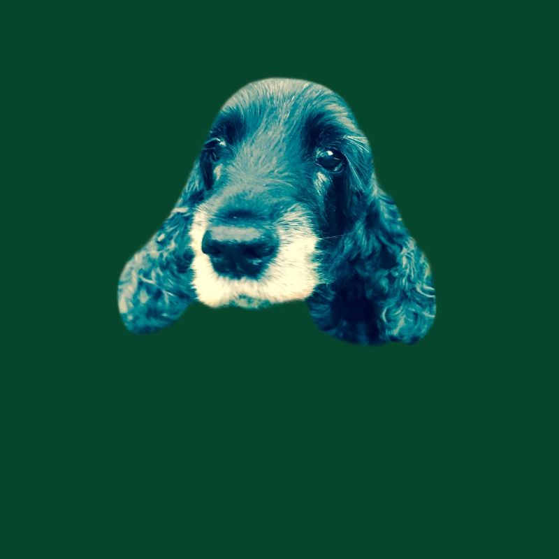 Cocker Spaniel