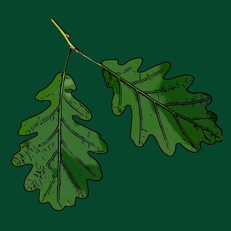 Eichenblatt Eichen Blatt