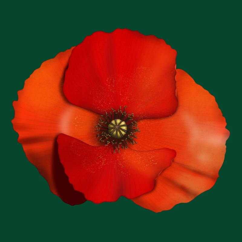 Mohnblume Blüte