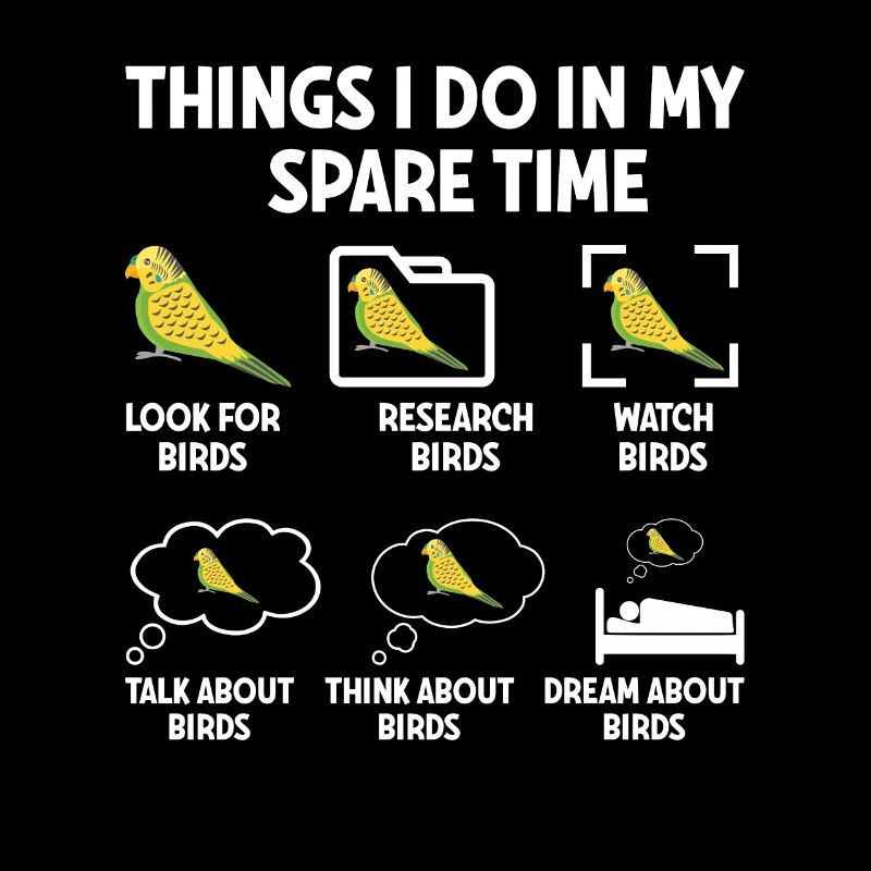 Perruche ondulée, ami à plumes, observation des oiseaux