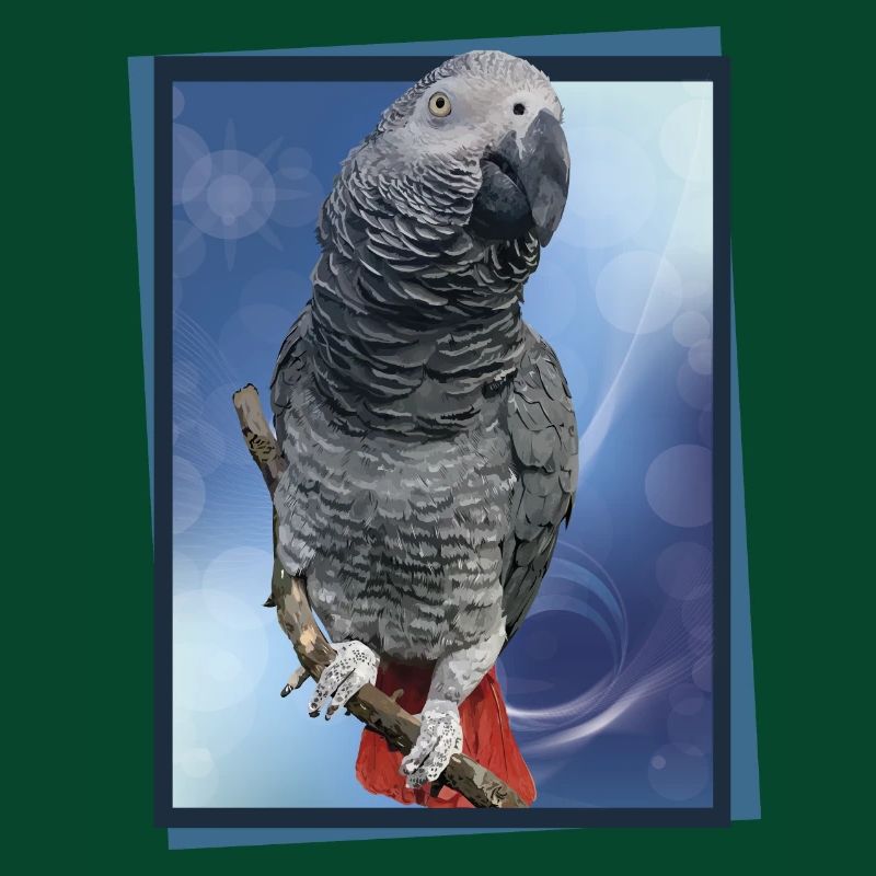 Le perroquet gris
