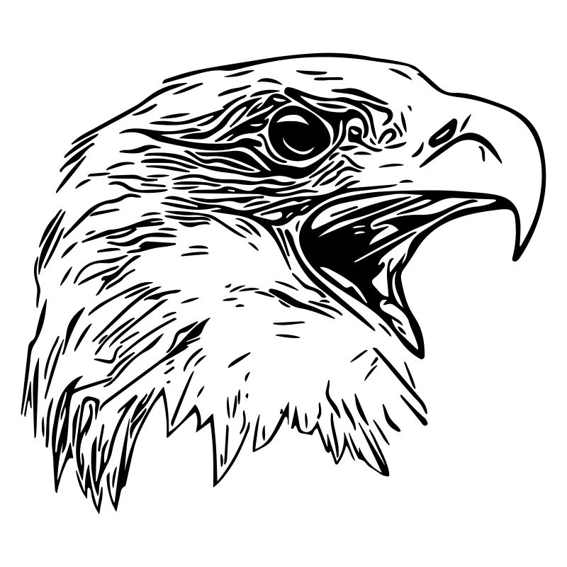 Tête d’aigle - Oiseau de prédant Royal Vector
