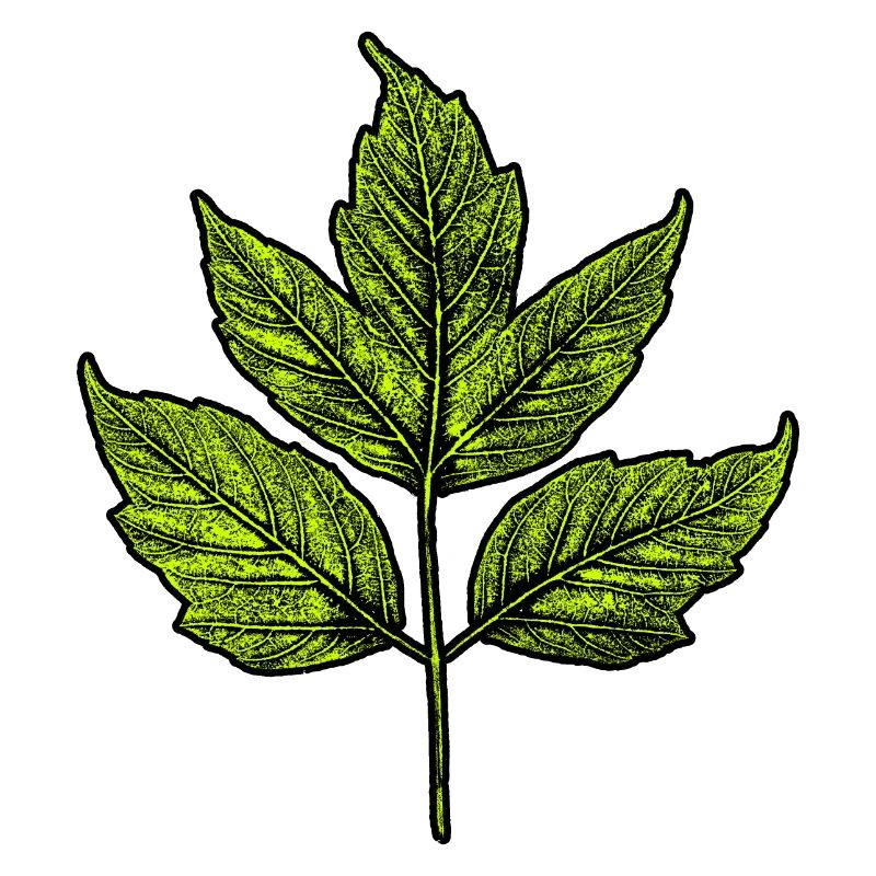 Leaf - Ash Maple