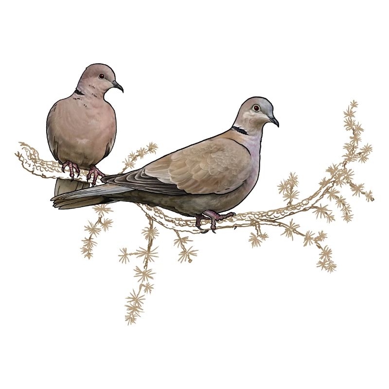 Zwei Täubchen