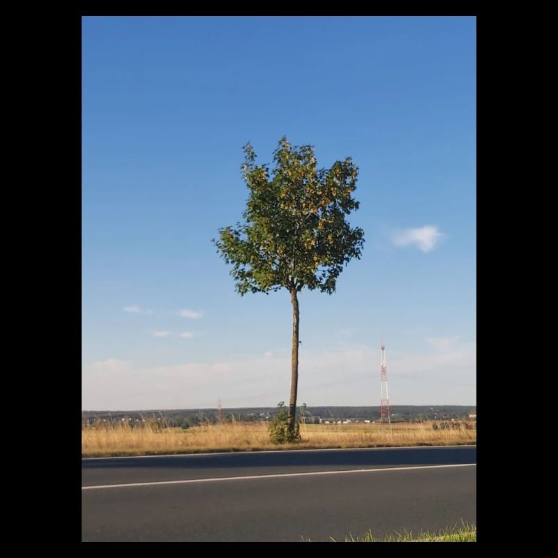 Single sapling