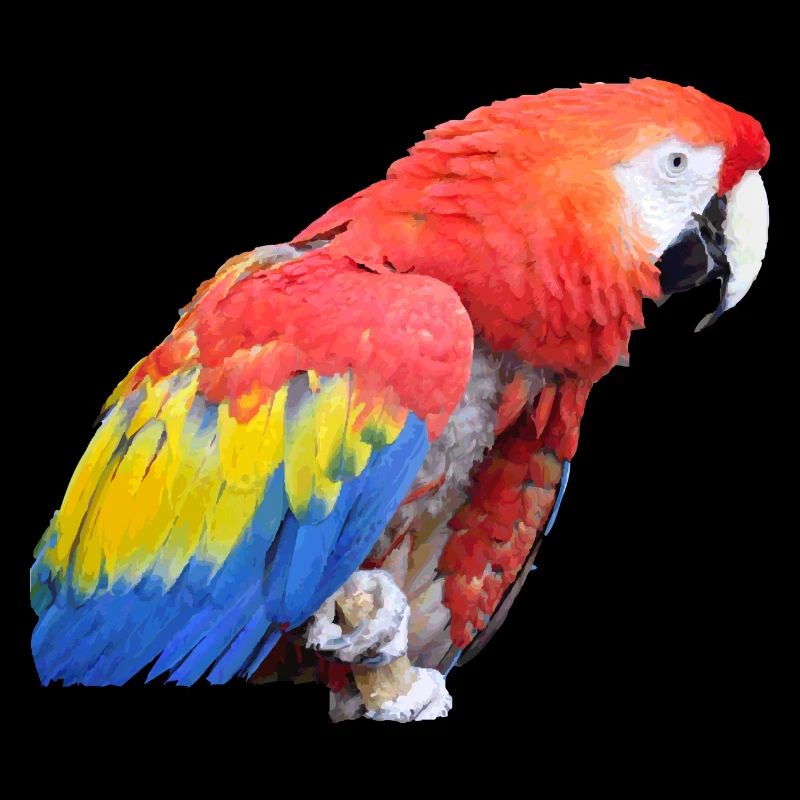 parrot