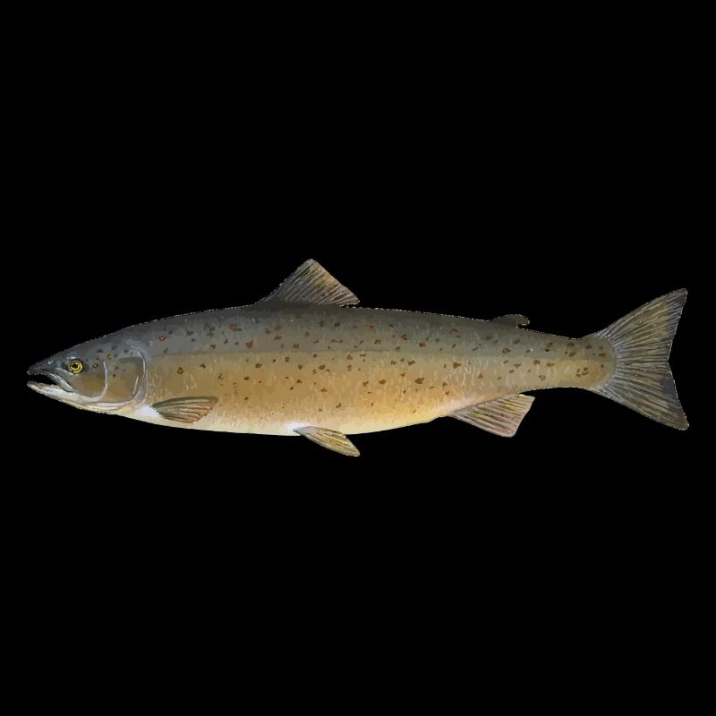 Salmon 2