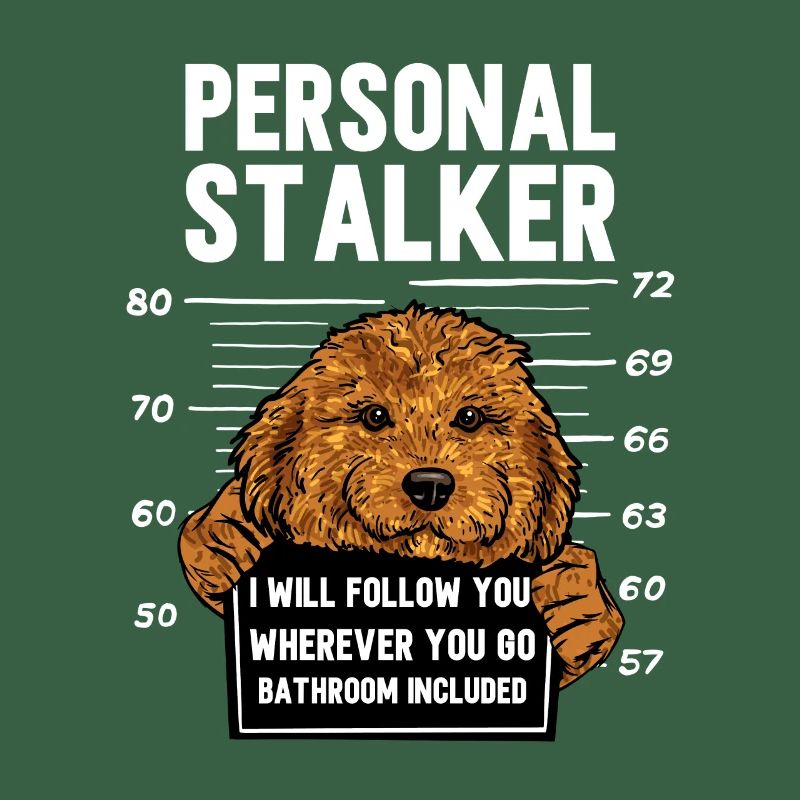 Cavapoo Cavoodle Capoodle Chien