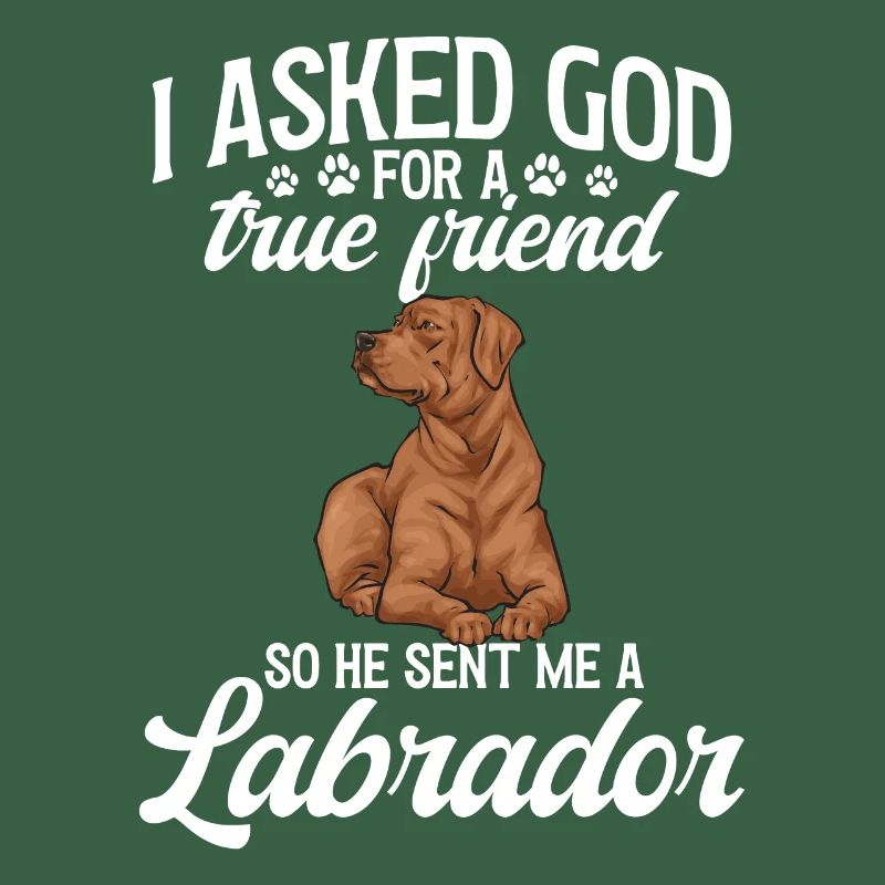 Fuchsroter Labrador Retriever Fox Red Labrador