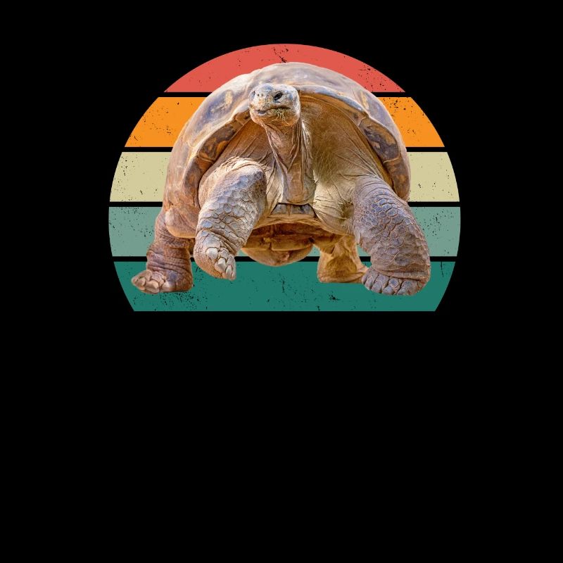 Turtles Turtle Shell Lizard Reptiles