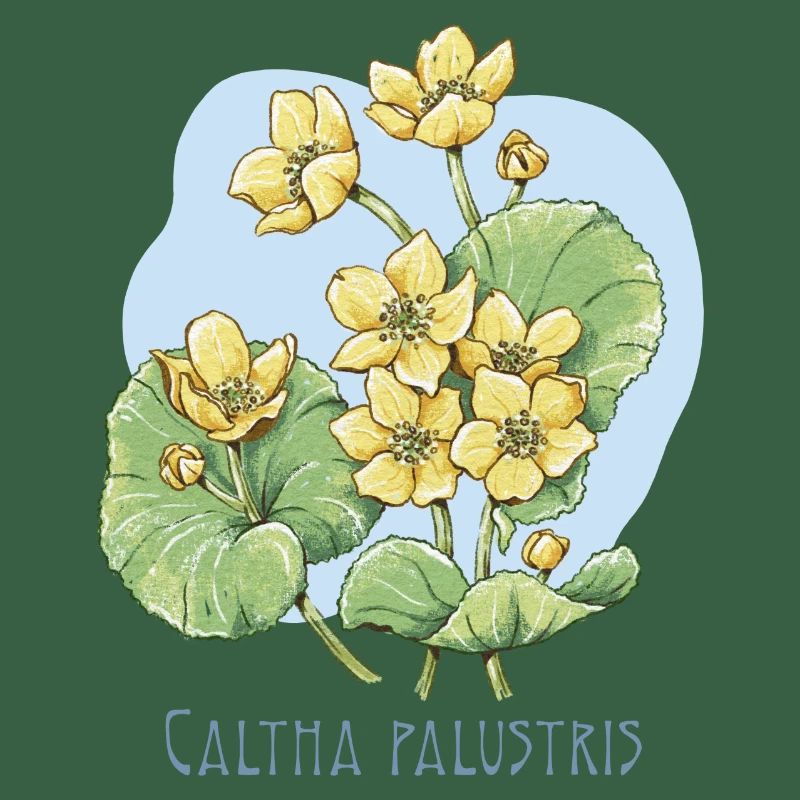 Duck botanical drawing