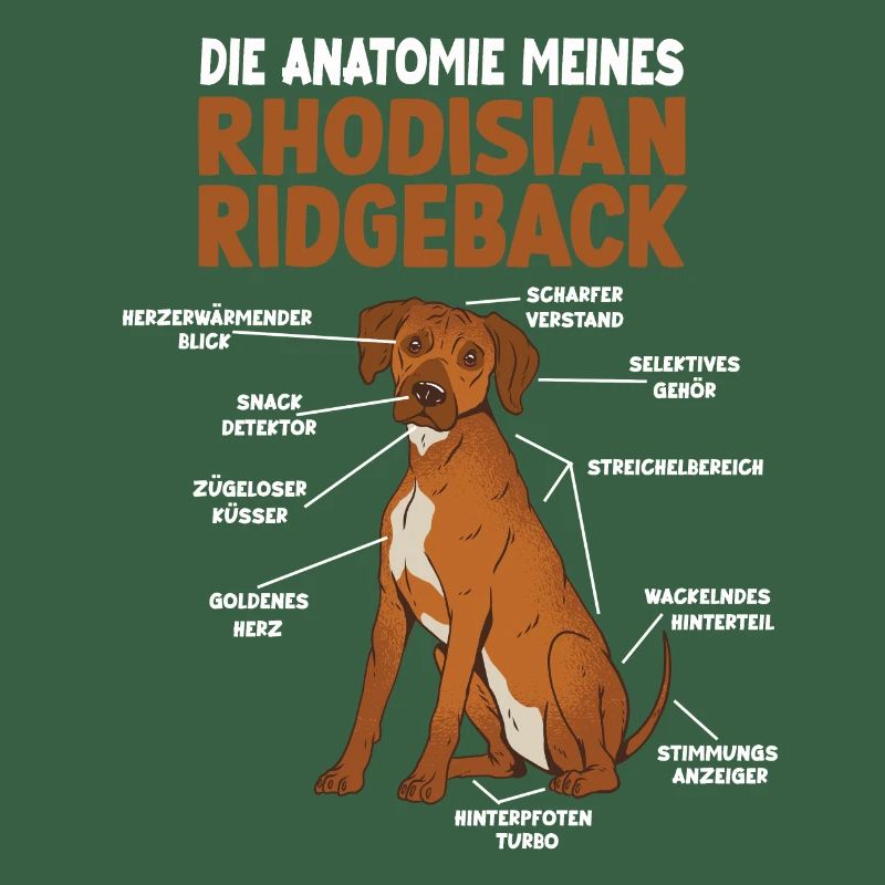 Rhodesian Ridgeback Anatomie Hundehalter Gassi