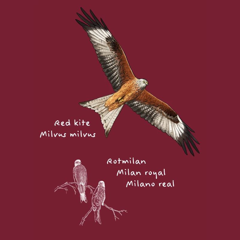 Red Kite - Forked Harrier
