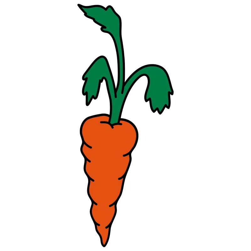 Karotte Möhre