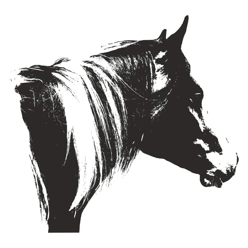 Lewitzer Schecke, Cheval Schecke, Équitation Pinto