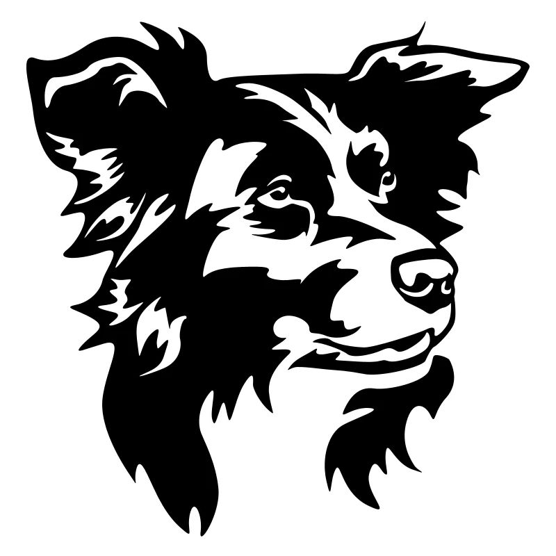 Tête de Border Collie