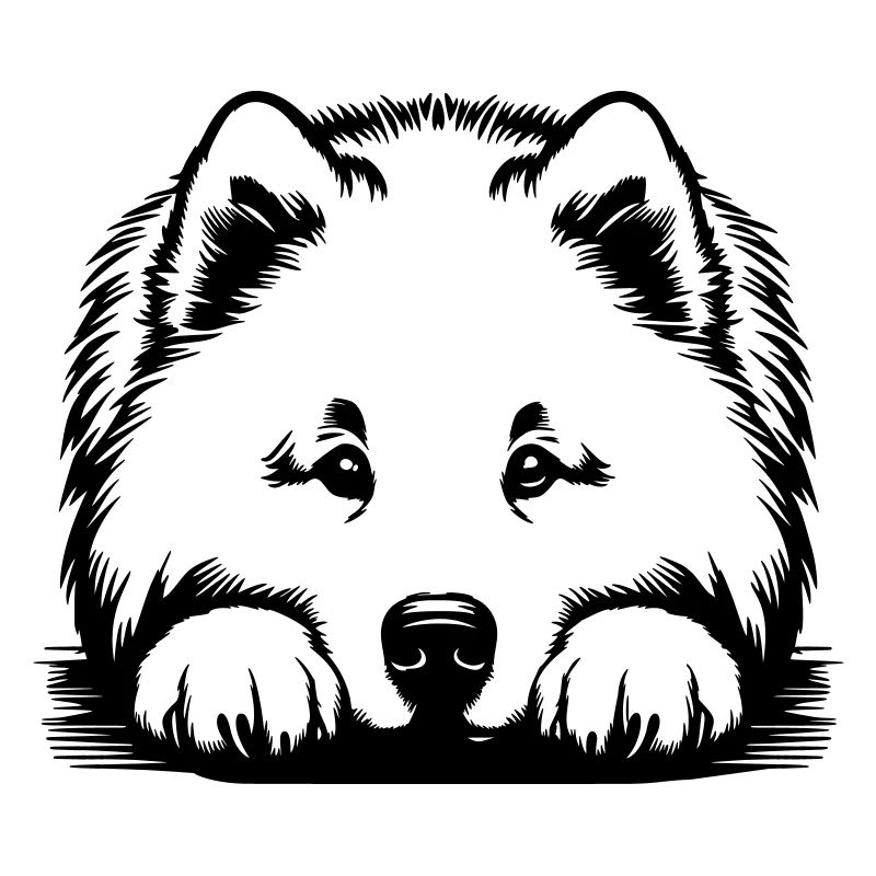 Samoyed head with paws