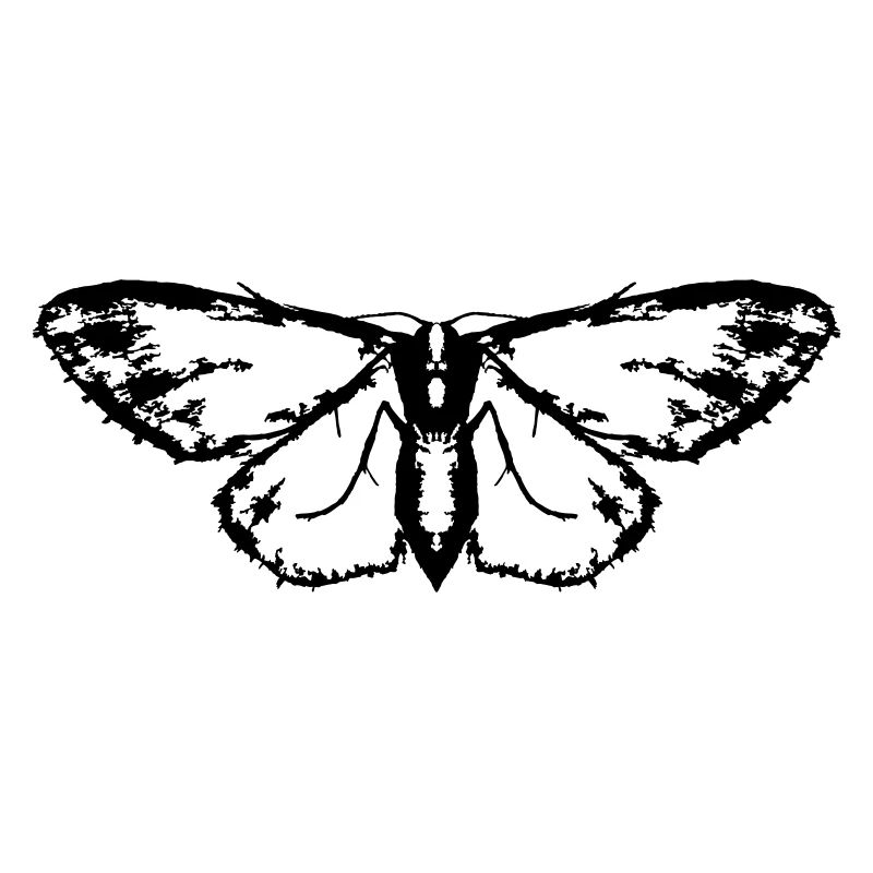 Moth / Butterfly / Moth